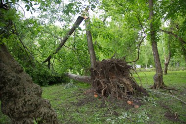 Moskova'da - yüzyıllık ağaç döndü kasırga