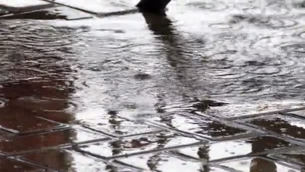 Regen auf dem Bürgersteig mit Schatten — Stockvideo