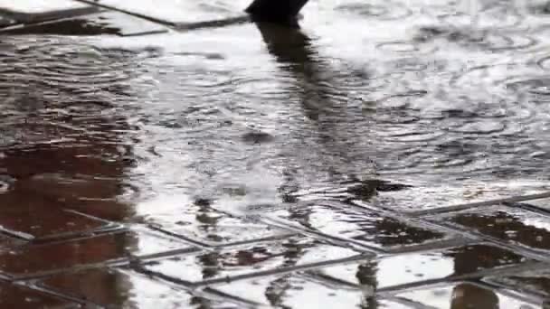 Rain on the pavement with shadows — Stock Video