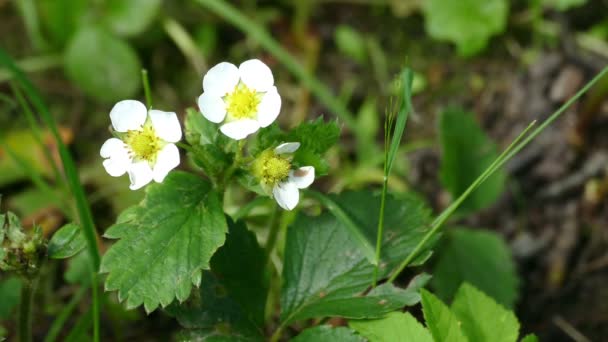 Fiori di fragole e insetti — Video Stock