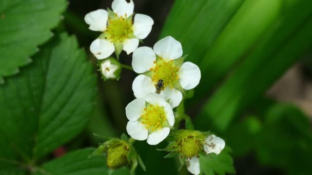Aardbei en bug bloemen — Stockvideo