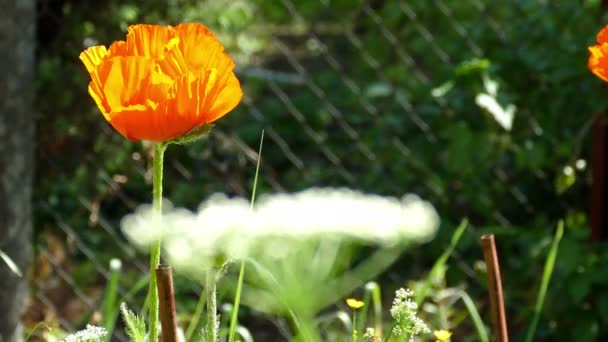 Klaproos bloem en witte bloemen — Stockvideo