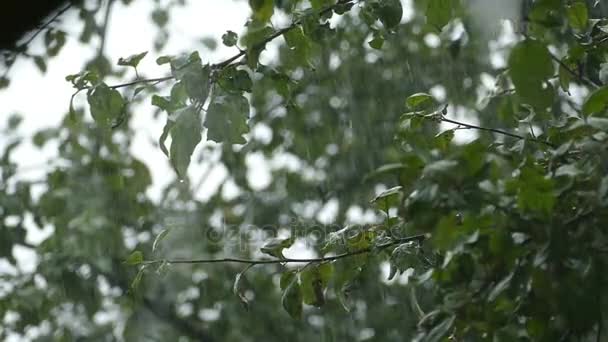 Hevige regen en een boom met bladeren — Stockvideo