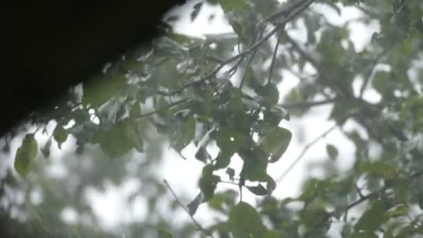 Chuva forte e uma árvore com folhas — Vídeo de Stock