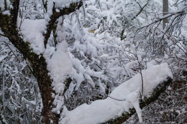 Kışın ağaç dalları karla kaplı