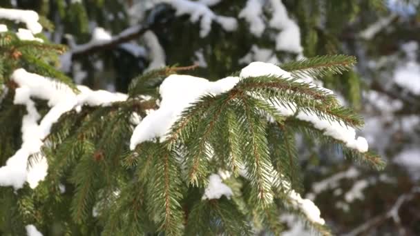 겨울 가지의 가문비나무와 눈 — 비디오