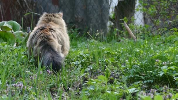 Γάτα στο κυνήγι στο πράσινο γρασίδι από πίσω — Αρχείο Βίντεο