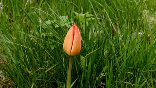 Tulipa vermelha contra o fundo da grama verde — Vídeo de Stock