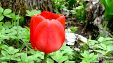 Yeşil çimenlerin arka planında kırmızı lale