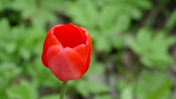 Tulipán rojo contra el fondo de hierba verde — Vídeo de stock