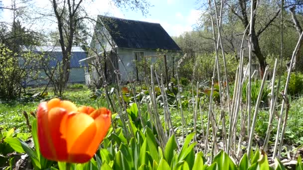 Vidéki ház tavasszal, vörös tulipán — Stock videók