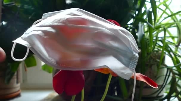 Mask på röda tulpaner hemma, slutet — Stockvideo
