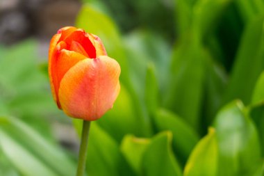 Baharda yeşil zemin üzerinde kırmızı lale