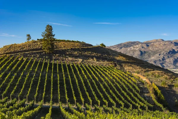 Okanagan Gölü yakınındaki Summerland British Columbia Kanada yakın bağ
