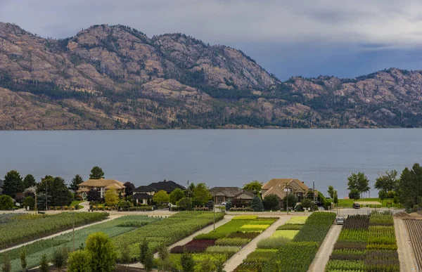 Vivaio sull'albero Affacciato sul lago Okanagan Kelowna BC Canada — Foto Stock