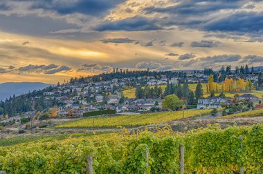Okanagan Gölü Kelowna Bc Kanada bakan bağ