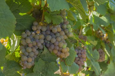 Gewurztraminer Grapes in Vineyard Okanagan Kelowna British Columbia Canada clipart