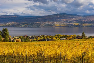 Vineyard Overlooking Okanagan Lake Kelowna BC Canada clipart