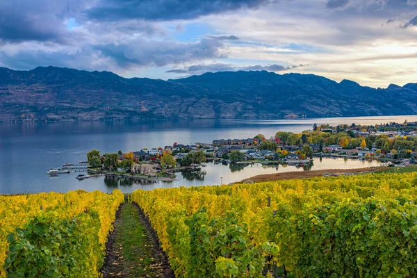 Vineyard Menghadap Danau Okanagan Kelowna BC Canada — Stok Foto