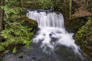 Whatcom Falls Park 'ta Whatcom Şelalesi Bellingham Washington Usa