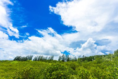 Tungprongthong, mangrov orman rayong Tayland, bulut mavi gökyüzü bulunan 