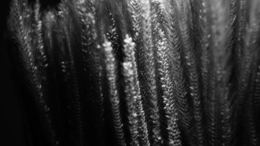 Çimen çiçeği tek renkli, siyah beyaz, arka plan duvar kağıdı