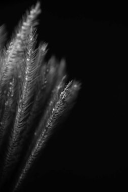 Çimen çiçeği tek renkli, siyah beyaz, arka plan duvar kağıdı