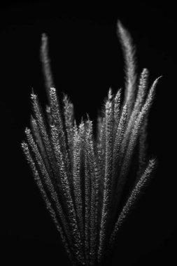 Çimen çiçeği tek renkli, siyah beyaz, arka plan duvar kağıdı