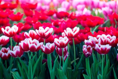 Laleler çiçekler güzel laleler, renkli çiçekler, arka plan duvar kağıtları.