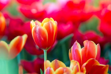 Laleler çiçekler güzel laleler, renkli çiçekler, arka plan duvar kağıtları.