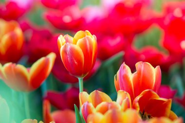 Laleler çiçekler güzel laleler, renkli çiçekler, arka plan duvar kağıtları.