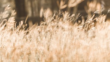 Güneş ışığındaki çimen çiçeği, arka plan duvar kağıdı