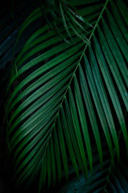 Siyah arkaplanda tropik yeşil yapraklar