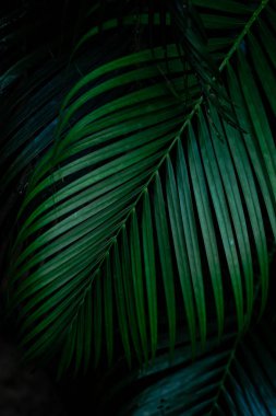 Siyah arkaplanda tropik yeşil yapraklar