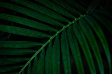 Siyah arkaplanda tropik yeşil yapraklar