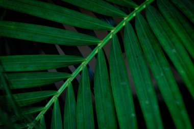 Siyah arkaplanda tropik yeşil yapraklar