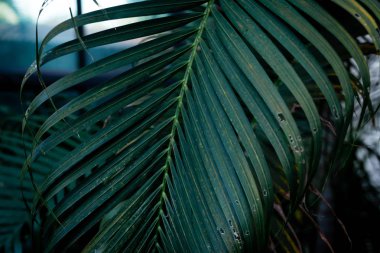 Siyah arkaplanda tropik yeşil yapraklar