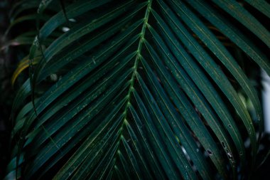 Siyah arkaplanda tropik yeşil yapraklar