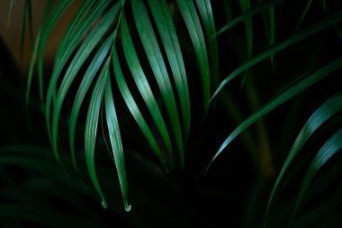 Siyah arkaplanda tropik yeşil yapraklar