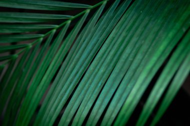 Siyah arkaplanda tropik yeşil yapraklar