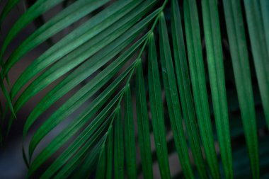 Siyah arkaplanda tropik yeşil yapraklar