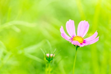 Bahçedeki pembe ve beyaz kozmos çiçekleri, güzel çiçekler.