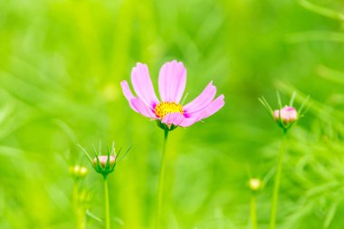 Kozmos güzel çiçek açtı bahçede.