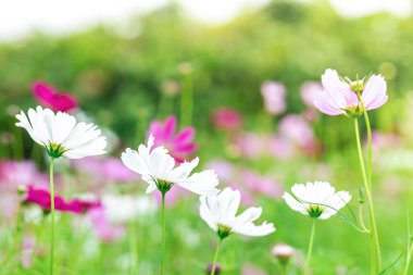 Bahçedeki pembe ve beyaz kozmos çiçekleri, güzel çiçekler.