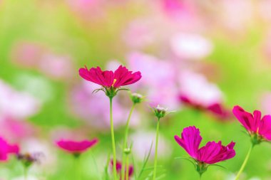 Bahçedeki pembe ve beyaz kozmos çiçekleri, güzel çiçekler.