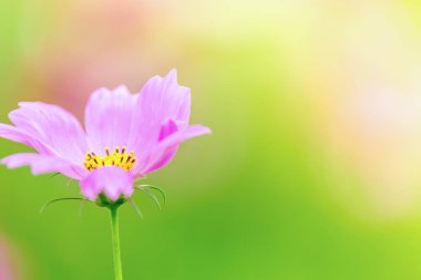 Kozmos güzel çiçek açtı bahçede.