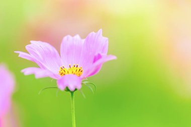 Kozmos güzel çiçek açtı bahçede.