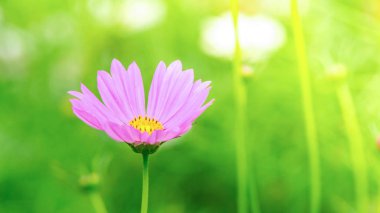 Kozmos güzel çiçek açtı bahçede.