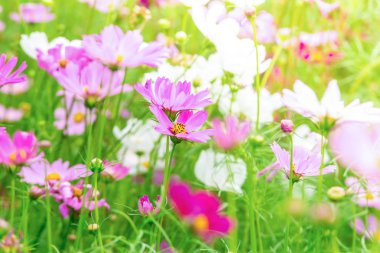 Bahçedeki pembe ve beyaz kozmos çiçekleri, güzel çiçekler.