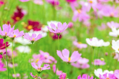 Bahçedeki pembe ve beyaz kozmos çiçekleri, güzel çiçekler.